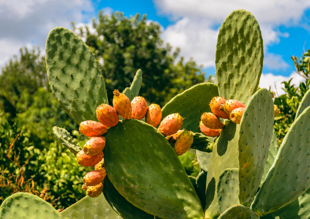 Opuncja figowa właściwości i zastosowanie – jak wykorzystać jej potencjał w pielęgnacji?